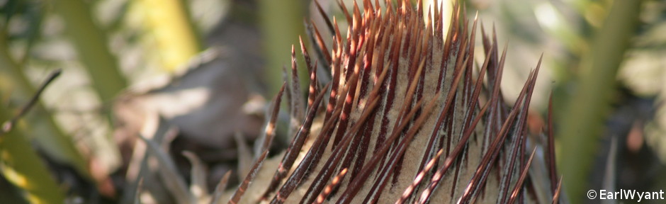 our powered beach wheelchairs give you more than freedom, they give you a new lease on life